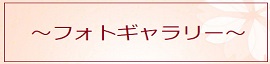 フォトギャラリー
