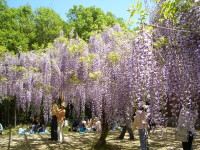 日本一　和気町藤公園