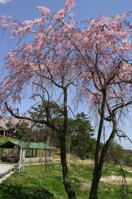 三保高原 春